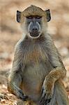 Yellow baboon (Papio cynocephalus), Selous Game Reserve, Tanzania, East Africa, Africa