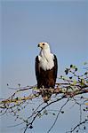 African fish eagle (Haliaeetus vocifer), Selous Game Reserve, Tanzania, East Africa, Africa