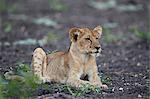 Lion (Panthera leo) cub, Selous Game Reserve, Tanzania, East Africa, Africa