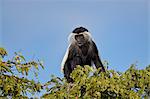 Angola colobus (Angolan black-and-white colobus) (Angolan colobus) (Colobus angolensis), Selous Game Reserve, Tanzania, East Africa, Africa