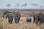 Herd of African elephant (Loxodonta africana), Mikumi National Park, Tanzania, East Africa, Africa