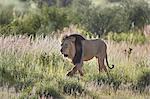 Lion (Panthera leo), Kgalagadi Transfrontier Park, South Africa, Africa