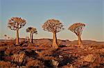 Quiver trees (Kokerboom) (Aloe dichotoma), Gannabos, Namakwa, Namaqualand, South Africa, Africa