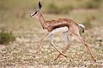 Springbok (Antidorcas marsupialis) calf running, Kgalagadi Transfrontier Park, South Africa, Africa