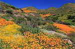 Poppies and Goldfields, Chino Hills State Park, California, United States of America, North America