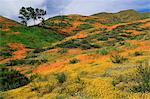 Walker Canyon, Lake Elsinore, Riverside County, California, United States of America, North America