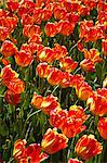 Tulips blooming, Valeggio sul Mincio, Verona province, Veneto, Italy, Europe