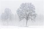 Turin province, Piedmont,Italy, Europe. Abstract snow the Piedmont plain