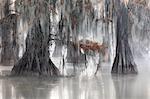 Bald cypresses (Taxodium distichum); Lake Martin, Breaux Bridge, Atchafalaya Basin, Southern United States, USA; North America