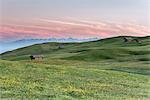 Alpe di Siusi/Seiser Alm, Dolomites, South Tyrol, Italy. The morning on the Alpe di Siusi.