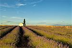 Valensole,Provence,France