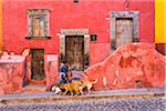 Woman walking her dogs along street with pink, stone traditional buildings in San Miguel de Allende, Mexico