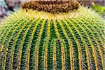 Close-up of a barrel cactus in the Botanic Gardens (Charco Del Ingenio) near San Miguel de Allende, Mexico