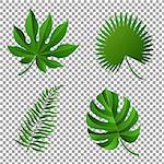 Tropical Leaves, Vector Illustration, With Gradient Mesh