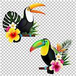 Toucan Collection, Vector Illustration, With Gradient Mesh