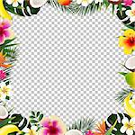 Tropical Frame Isolated, With Gradient Mesh, Vector Illustration