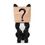 french bulldog , with a question mark drawing , hiding behind a paper bag on his head, isolated on white background