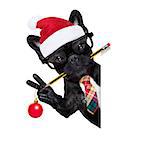 office businessman french bulldog dog with pen or pencil in mouth behind a  blank white banner or placard, isolated on white background, on christmas holidays vacation with santa claus hat