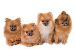 pomeranian spitz in front of white background