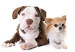 puppy american bully and chihuahua in front of white background