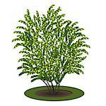 bush with green leaves and shadow on white background
