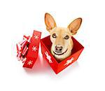christmas chihuahua podenco santa claus  dog in a present  holiday gift box ,isolated on white background,  as a surprise