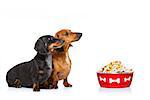 dachshund or sausage dogs waiting for owner with healthy   food bowl, isolated on white background,