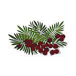 Isolated clipart of plant Acai Palm on white background. Botanical drawing of herb Acai palm with fruits and leaves