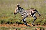 Cape mountain zebra (Equus zebra) foal running, Mountain Zebra National Park, South Africa