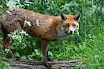 Red Fox in long green grass and foliage