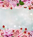 Pink blooming rose buds and flowers in rose garden with lights bokeh, copy space on blue abstract background