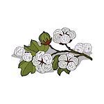 Isolated clipart of plant Cotton on white background. Botanical drawing of herb Gossypium or cotton with flowers and leaves