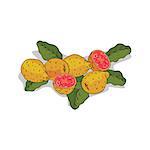 Isolated clipart of plant Guava on white background. Botanical drawing of herb Psidium guajava with fruits and leaves