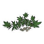 Isolated clipart of plant Hemp on white background. Botanical drawing of herb Cannabis sativa with leaves and seeds