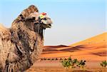 Bactrian camel (Camelus bactrianus) in Sahara desert, Morocco. One camel close up, camelcade and sand dunes on blue sky background