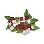 Isolated clipart of plant Macadamia on white background. Botanical drawing of herb Macadamia nuts with nuts and leaves