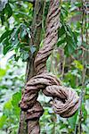 A massive liana vine twists around itself as it grows in the Costa Rican jungle.