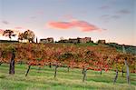 Europe,Italy,Umbria,Perugia district,Montefalco. Vineyards in autumn