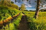 Sunrise on a track in the meadow, Como province, Lombardy, Italy, Europe