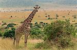 Masai Mara Park, Kenya,Africa,