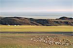 Nomadic camp with livestock. Bayandalai district, South Gobi province, Mongolia.