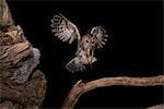 The Tawny owl feeds its young, Trentino Alto-Adige, Italy