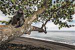 Black crested macaque (macaca nigra) in Tangkoko National Park, Northern Sulawesi, Indonesia, Asia