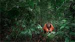 Sumatran orangutan sitting on a log in Gunung Leuser National Park, Northern Sumatra.