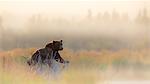 Brown bear (Ursus arctos alascensis), Brooks River, Katmai National Park and Preserve, alaska peninsula, western Alaska, United States of America