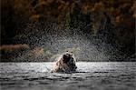 Brown bear (Ursus arctos alascensis), Brooks River, Katmai National Park and Preserve, alaska peninsula, western Alaska, United States of America