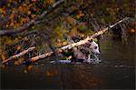 Brown bear (Ursus arctos alascensis), Brooks river, Katmai National Park and Preserve, alaska peninsula, western Alaska, United States of America