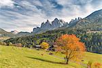 Funes Valley, Dolomites, province of Bolzano, South Tyrol, Italy. Autumn colors in the Funes Valley with the Odle peaks in the background