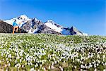 Panorama of cyclist with mountain bike framed by crocus in bloom Albaredo Valley Orobie Alps Valtellina Lombardy Italy Europe