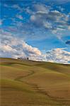 San Quirico d'Orcia cypresses, Val d'Orcia, Tuscany, Italy